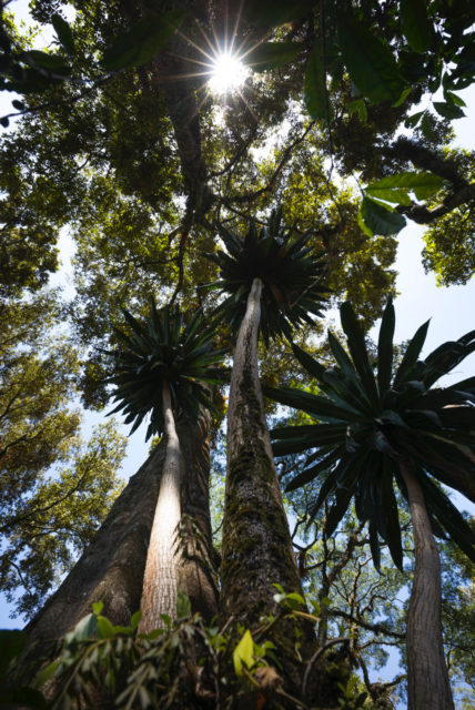 Forêt caféière - Dulli Mountain - Wallaga - Photo : Fabrice Leseigneur