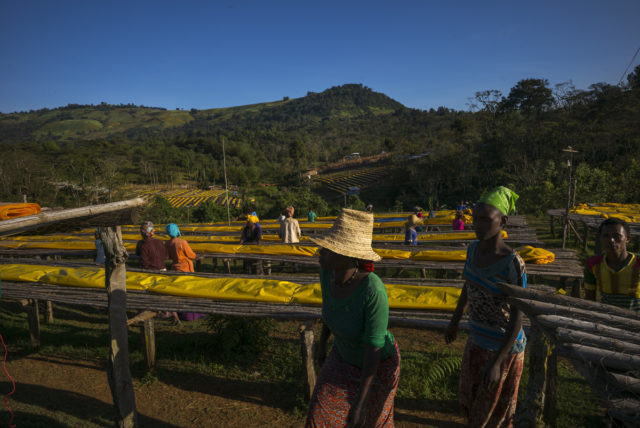 Coopérative Dorban - Wallaga - Photo : Fabrice Leseigneur