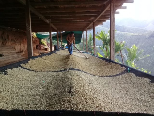 Séchage du café dans la ferme "La Lucuma", Pérou