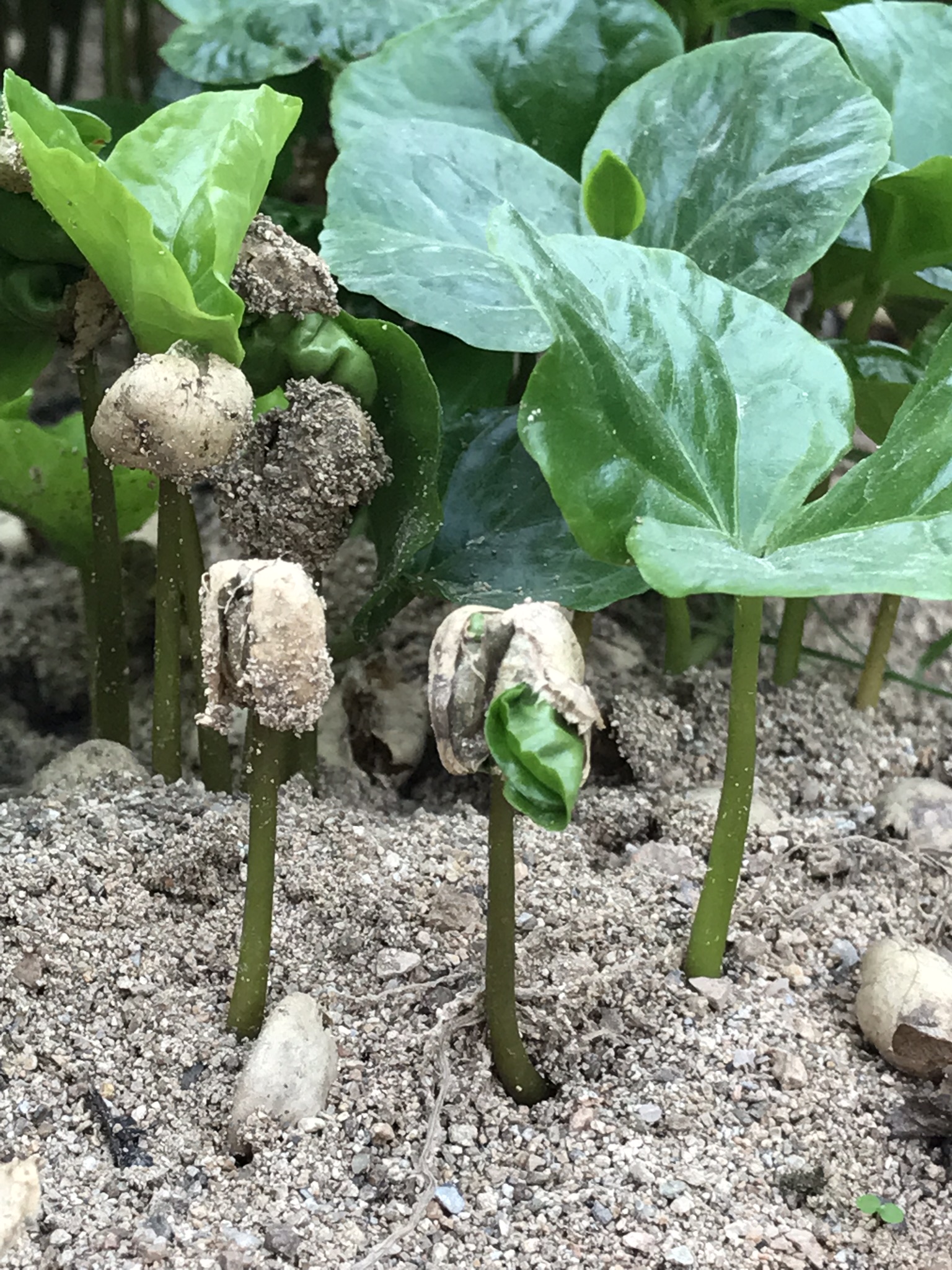 Premiers stades de germination des cafetiers