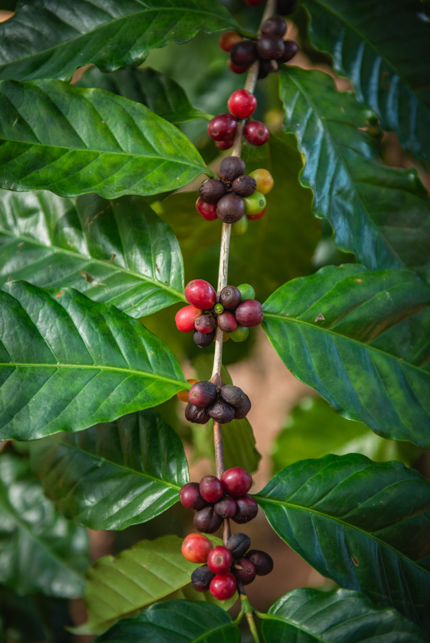 Café de colombie